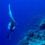 The Reefs & Wrecks of Micronesia